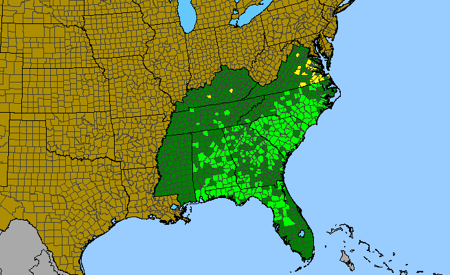 The range of Penstemon australis